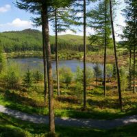 Nant yr Arian - forestry with cycle trails & red-kite feeding