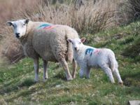 Sheep & lambs on your doorstep