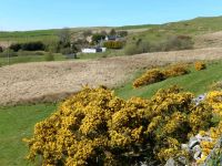 View of farm with gorse